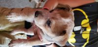 Australian Red Heeler Puppies for sale in 6816 Waverhill Dr, Indianapolis, IN 46217, USA. price: NA