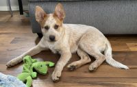 Australian Red Heeler Puppies for sale in San Diego, CA, USA. price: NA