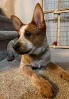 Australian Red Heeler Puppies for sale in San Diego, CA, USA. price: NA