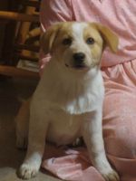 Australian Red Heeler Puppies for sale in Pine Grove, PA 17963, USA. price: NA