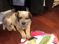 Australian Red Heeler Puppies for sale in Humboldt, IA 50548, USA. price: NA