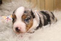 Australian Shepherd Puppies for sale in Stafford, VA 22554, USA. price: NA