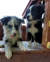 Australian Shepherd Puppies for sale in Ferron, UT 84523, USA. price: NA