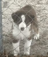 Australian Shepherd Puppies for sale in Candor, NC, USA. price: NA