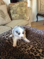 Australian Shepherd Puppies for sale in Paso Robles, CA 93446, USA. price: NA