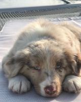 Australian Shepherd Puppies for sale in Columbus, OH 43201, USA. price: NA