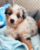 Australian Shepherd Puppies for sale in Fort Worth, TX 76112, USA. price: NA