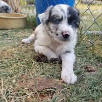 Australian Shepherd Puppies for sale in Montana City, MT, USA. price: NA