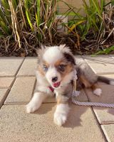 Australian Shepherd Puppies for sale in Miami, FL 33177, USA. price: NA