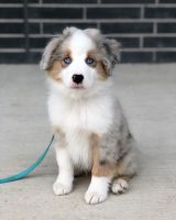 Australian Shepherd Puppies for sale in New York, NY 10017, USA. price: NA