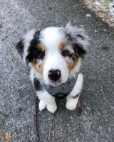 Australian Shepherd Puppies for sale in Portland, OR 97203, USA. price: NA