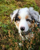 Australian Shepherd Puppies for sale in St. Louis, MO 63146, USA. price: NA
