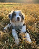 Australian Shepherd Puppies for sale in Austin, TX 78753, USA. price: NA