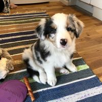 Australian Shepherd Puppies for sale in Baltimore, MD 21229, USA. price: NA