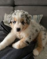 Australian Shepherd Puppies for sale in Chicago, IL 60638, USA. price: NA