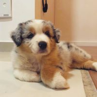 Australian Shepherd Puppies for sale in West Chester Township, OH 45241, USA. price: NA