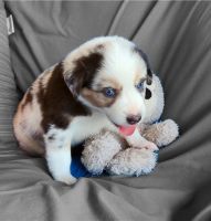 Australian Shepherd Puppies for sale in Andersonville, TN 37705, USA. price: NA