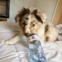 Australian Shepherd Puppies for sale in Fort Worth, TX 76104, USA. price: NA