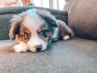 Australian Shepherd Puppies for sale in Indianapolis, IN 46237, USA. price: NA