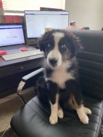 Australian Shepherd Puppies for sale in 6991 NW 20th Ct, Margate, FL 33063, USA. price: NA