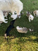 Australian Shepherd Puppies for sale in Richland, MO 65556, USA. price: NA