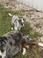 Australian Shepherd Puppies for sale in Paoli, IN 47454, USA. price: NA