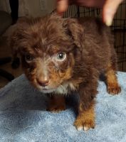 Australian Shepherd Puppies for sale in Brawley, CA 92227, USA. price: NA