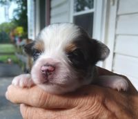 Australian Shepherd Puppies for sale in Charlotte, NC, USA. price: NA