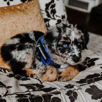 Australian Shepherd Puppies for sale in 232 Kenilworth Ave, Toledo, OH 43610, USA. price: NA