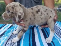 Australian Shepherd Puppies for sale in Goliad, TX 77963, USA. price: NA