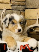 Australian Shepherd Puppies for sale in Fort Cobb, OK, USA. price: NA