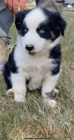 Australian Shepherd Puppies for sale in Point, TX 75472, USA. price: NA