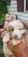 Australian Shepherd Puppies for sale in Branson, MO 65616, USA. price: NA