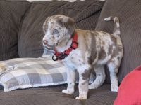 Australian Shepherd Puppies for sale in Okanogan, WA 98840, USA. price: NA