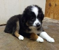 Australian Shepherd Puppies for sale in Campbell, MN 56522, USA. price: NA
