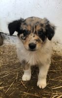 Australian Shepherd Puppies for sale in Area 51, NV, USA. price: NA