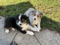 Australian Shepherd Puppies for sale in Wellington, OH 44090, USA. price: NA