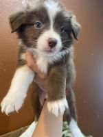 Australian Shepherd Puppies for sale in Austin, TX, USA. price: NA