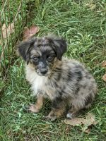 Australian Shepherd Puppies for sale in Jasper, TX 75951, USA. price: NA