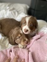 Australian Shepherd Puppies for sale in Lake Elsinore, CA, USA. price: NA
