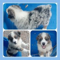 Australian Shepherd Puppies for sale in Ocala, FL, USA. price: NA