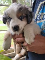 Australian Shepherd Puppies for sale in Toledo, OH, USA. price: NA
