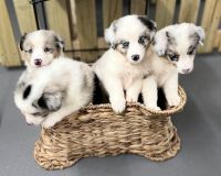 Australian Shepherd Puppies for sale in Cincinnati, OH, USA. price: NA