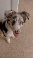 Australian Shepherd Puppies for sale in Wilkes-Barre, PA, USA. price: NA