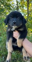 Australian Shepherd Puppies for sale in Patoka, IN 47666, USA. price: NA