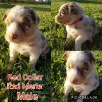 Australian Shepherd Puppies for sale in 8134 Frost Rd, Russellville, OH 45168, USA. price: NA