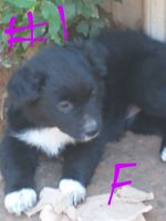 Australian Shepherd Puppies for sale in Brownsboro, TX 75756, USA. price: NA