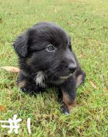 Australian Shepherd Puppies for sale in Gilmer, TX, USA. price: NA