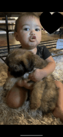 Australian Shepherd Puppies for sale in El Cajon, CA, USA. price: NA