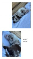 Australian Shepherd Puppies for sale in Olathe, KS, USA. price: NA